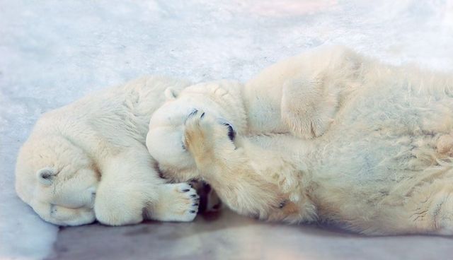 These funny animals (48 pics)