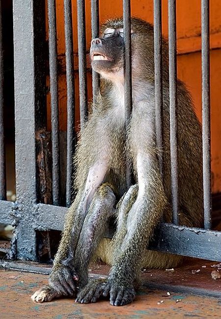 These funny animals (48 pics)