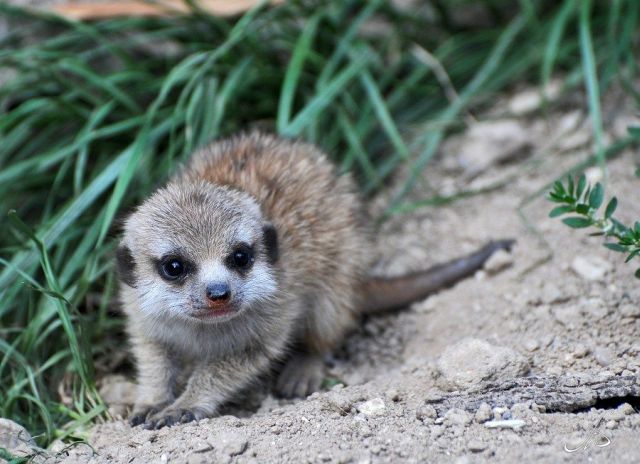 These funny animals (48 pics)