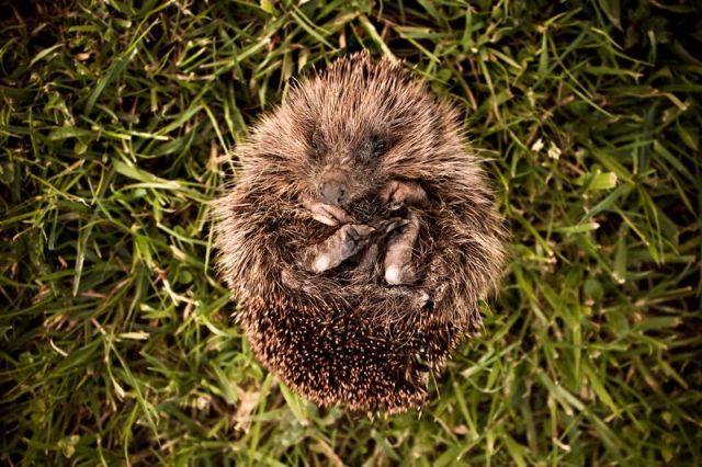 These funny animals (48 pics)