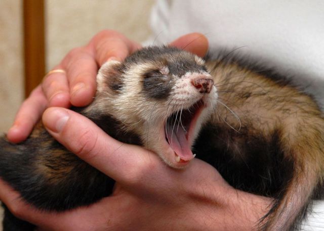 These funny animals (48 pics)