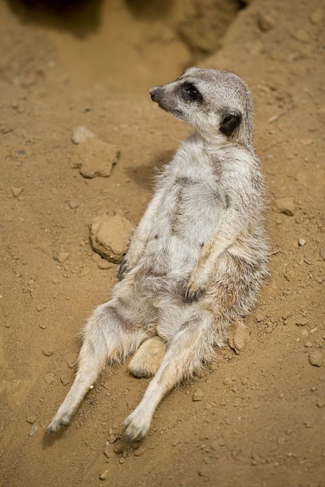 These funny animals (48 pics)