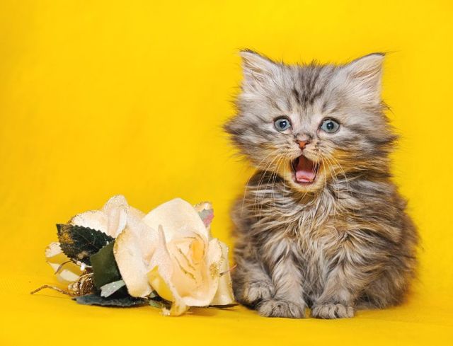 These funny animals (48 pics)