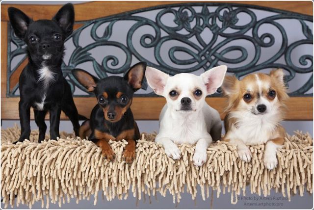 These funny animals (48 pics)