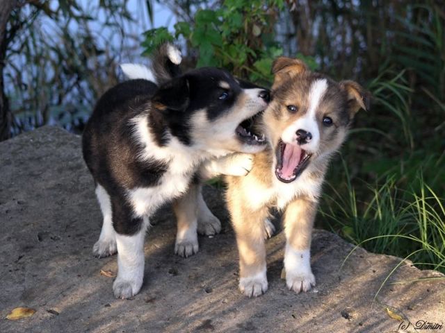 These funny animals (48 pics)