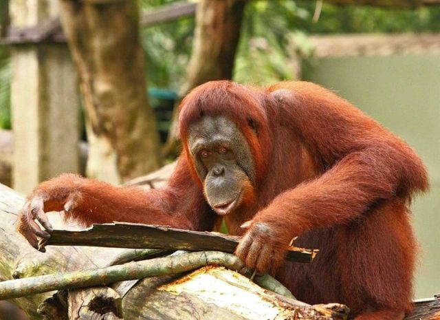 These funny animals (48 pics)