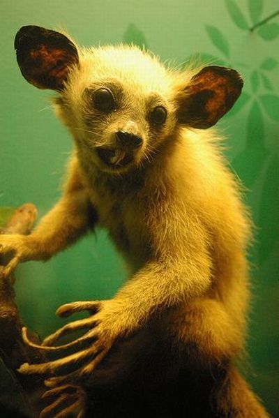 These funny animals (48 pics)
