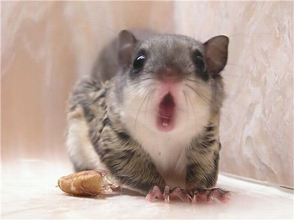 These funny animals (48 pics)