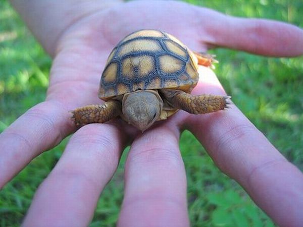 These funny animals (48 pics)
