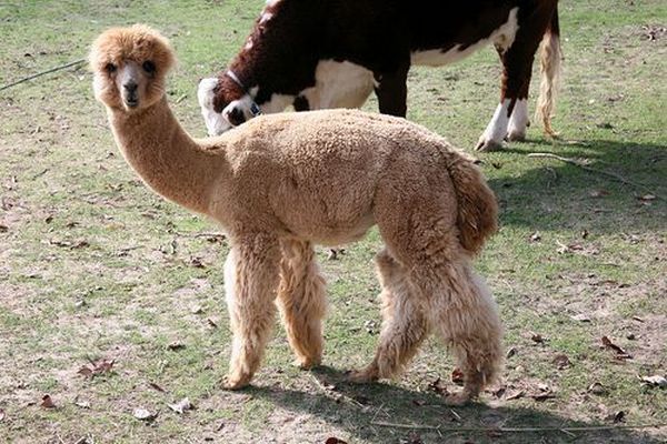 These funny animals (48 pics)