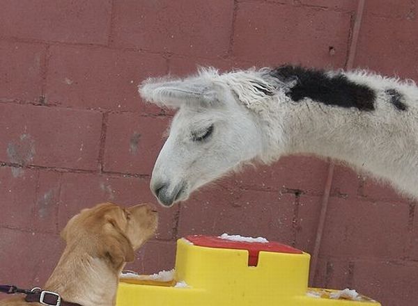 These funny animals (48 pics)