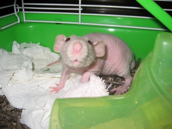 These funny animals (48 pics)
