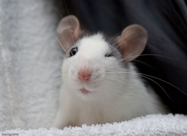 These funny animals (48 pics)