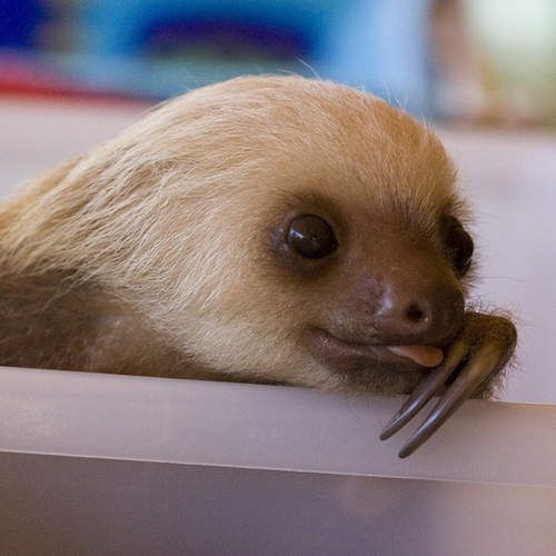 These funny animals (48 pics)
