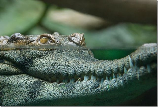 These funny animals (48 pics)