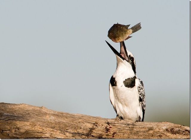 These funny animals (48 pics)