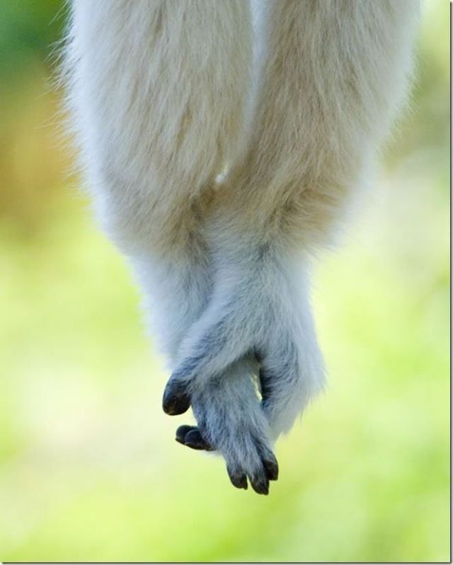 These funny animals (48 pics)