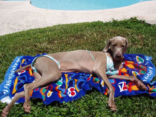 These funny animals (48 pics)