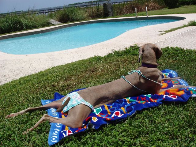 These funny animals (48 pics)