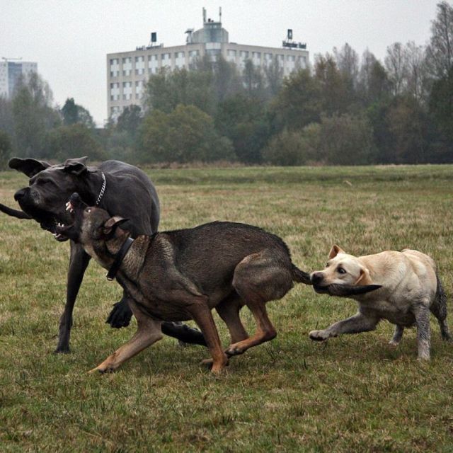 These funny animals (48 pics)