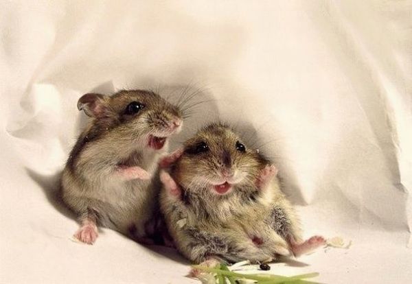These funny animals (48 pics)