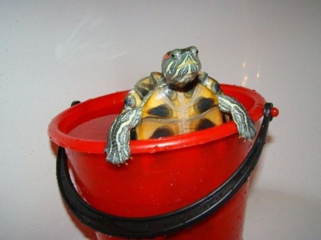 These funny animals (48 pics)