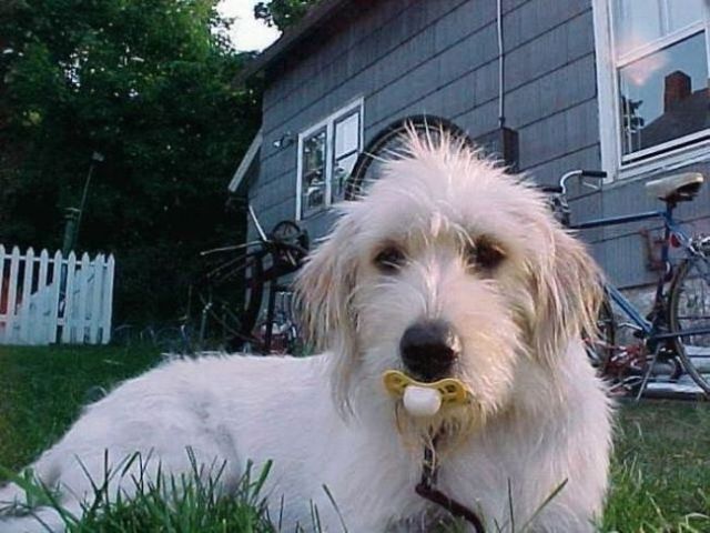 These funny animals (48 pics)