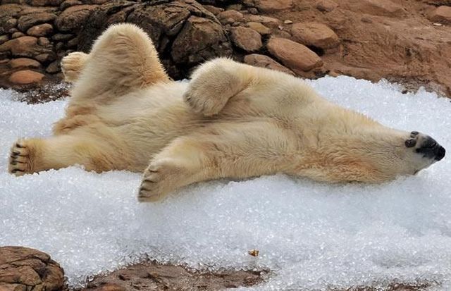 These funny animals (48 pics)
