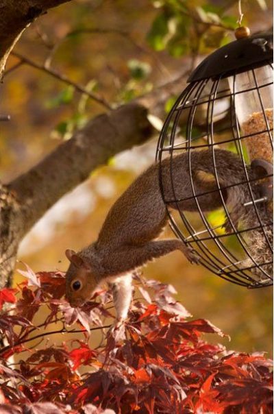 These funny animals (48 pics)