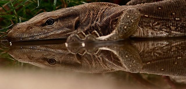 These funny animals (48 pics)