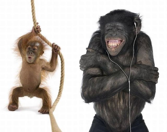 Unusual Photo Project - Animals on White Backgrounds (23 pics)