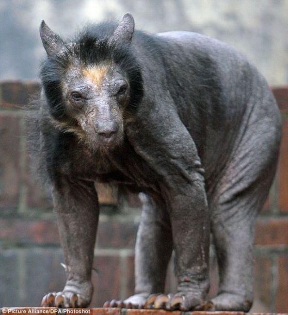 Hairless Bear is Quite Frightening!! (4 pics)