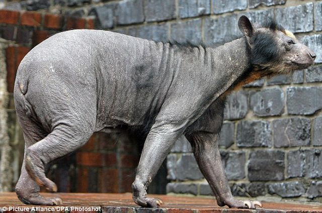 Hairless Bear is Quite Frightening!! (4 pics)
