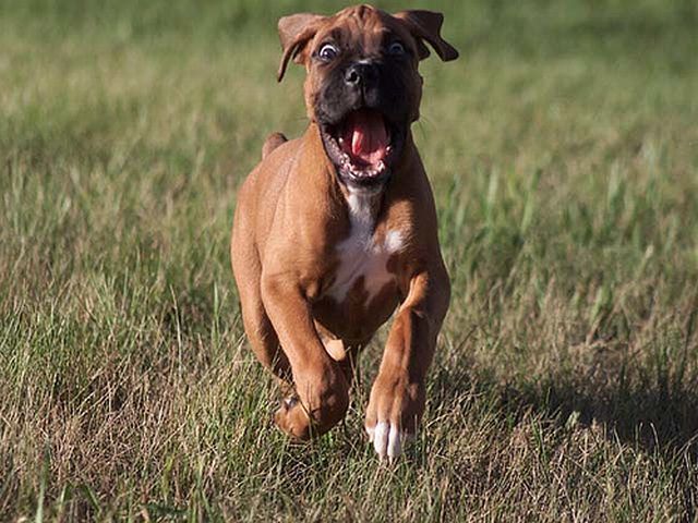 These funny animals (40 pics)