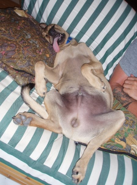 These funny animals (50 pics)