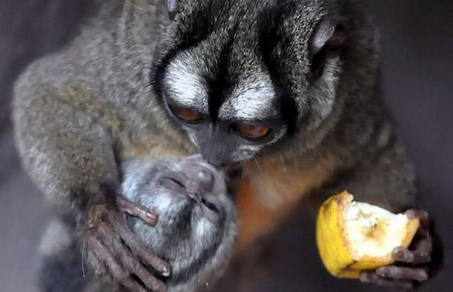 These funny animals (50 pics)