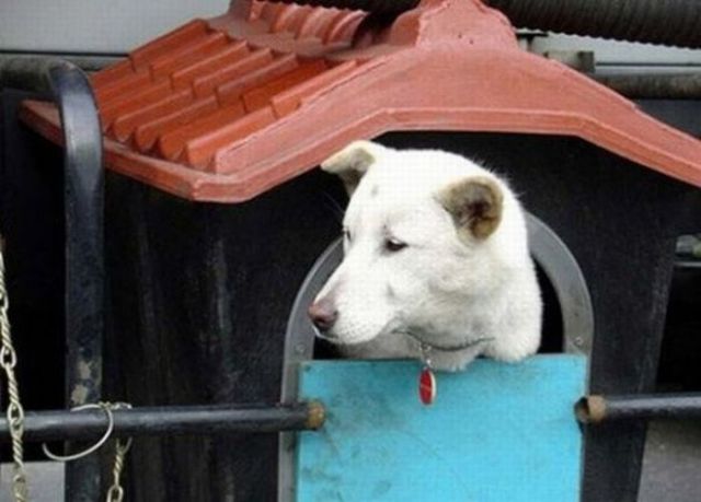 A Special Place for the Dog (5 pics)