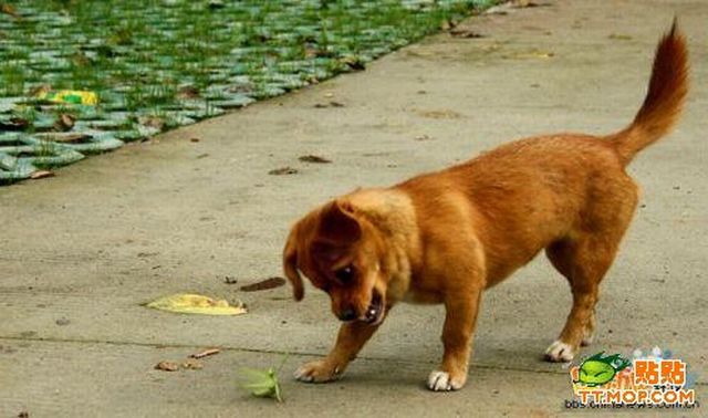 Dog vs mantis (4 pics)