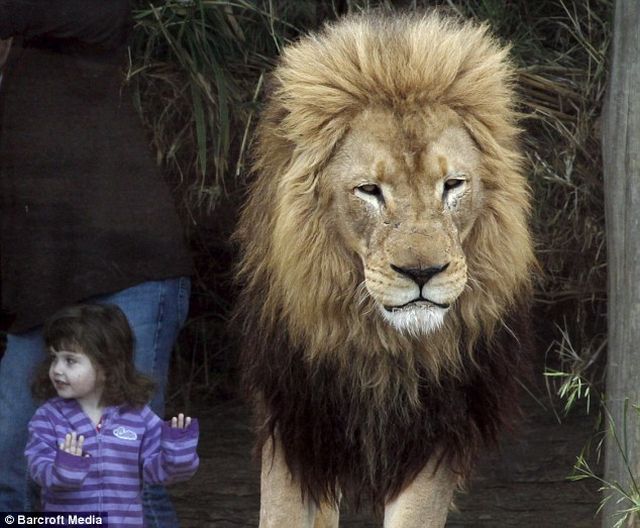 Would You Like to See These Predators Just In Front of You? (6 pics)