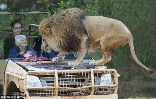 Would You Like to See These Predators Just In Front of You? (6 pics)