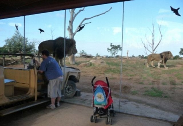 Would You Like to See These Predators Just In Front of You? (6 pics)