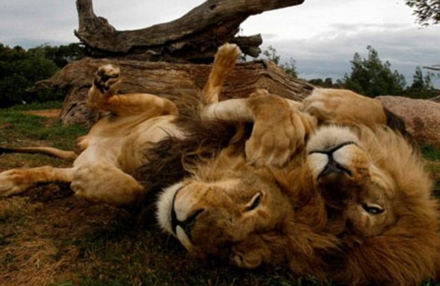 Would You Like to See These Predators Just In Front of You? (6 pics)