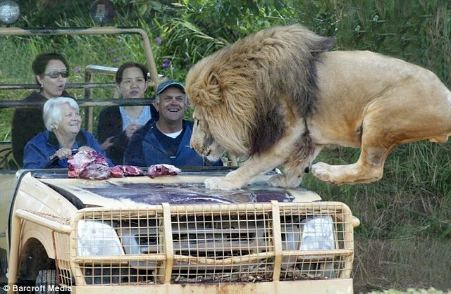Would You Like to See These Predators Just In Front of You? (6 pics)