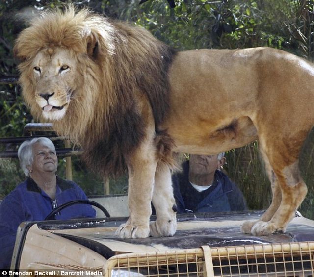 Would You Like to See These Predators Just In Front of You? (6 pics)