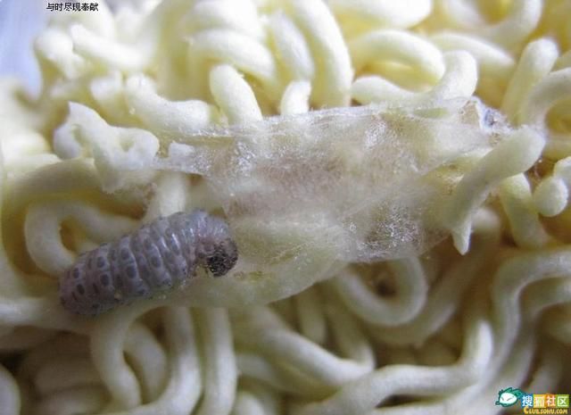 Chinese Instant Noodles (6 pics)