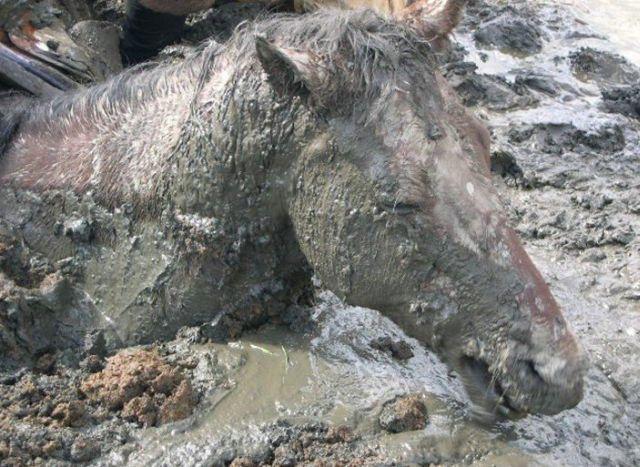Rescue of a Horse (4 pics)