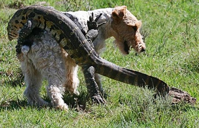 These funny animals (33 pics)
