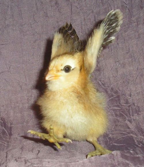 These funny animals (33 pics)