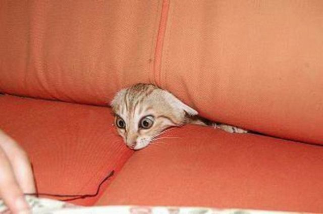 These funny animals (34 pics)