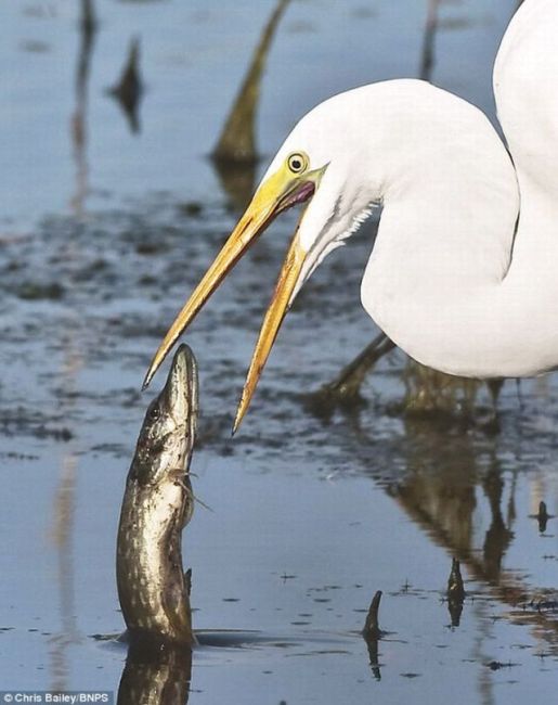 Fish Jumps Directly in Heron’s Mouth (3 pics)